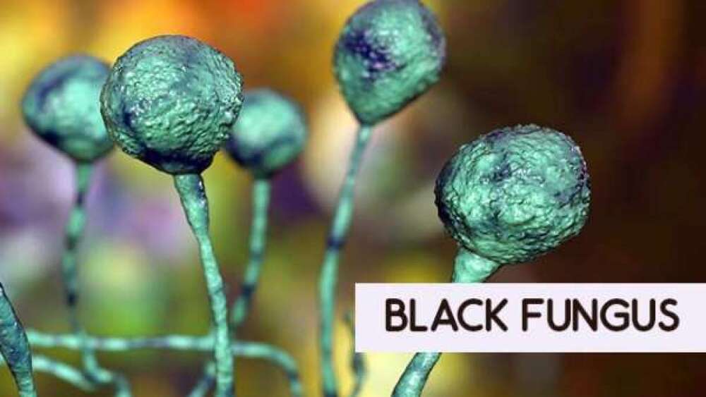 black fungus