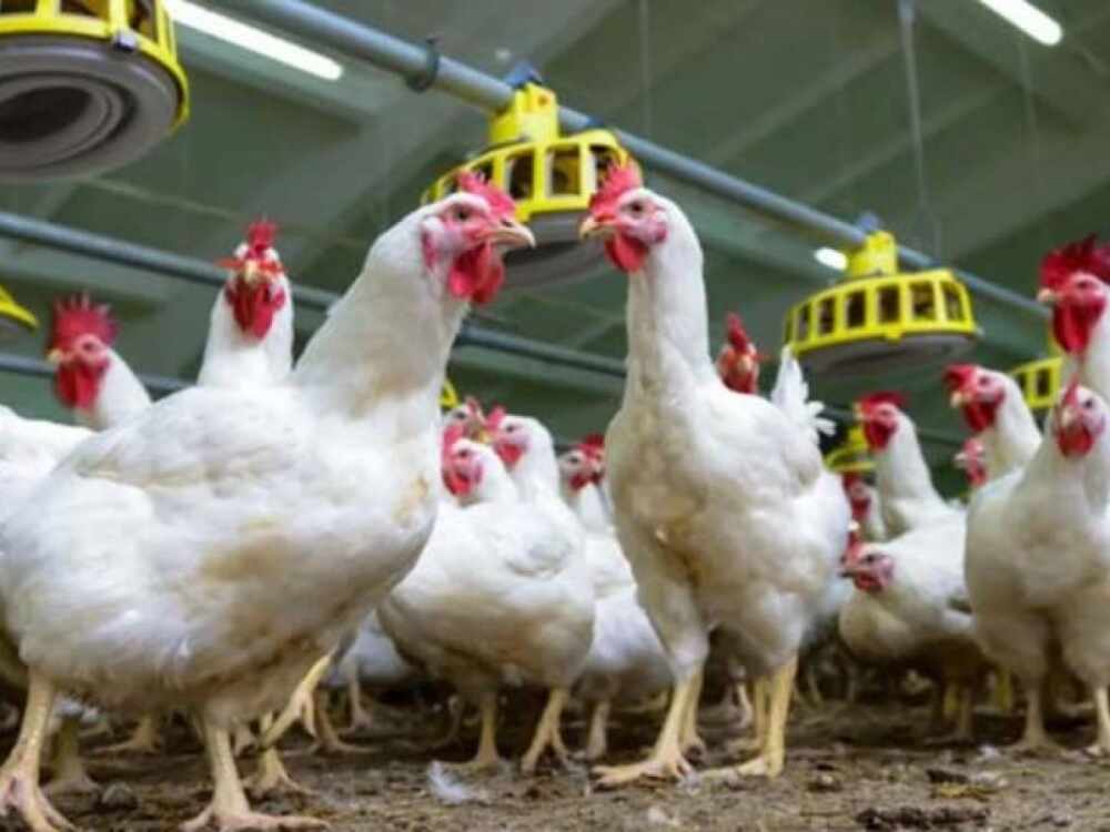 Chicken Price In Telugu States Hits The Roof 1545909341