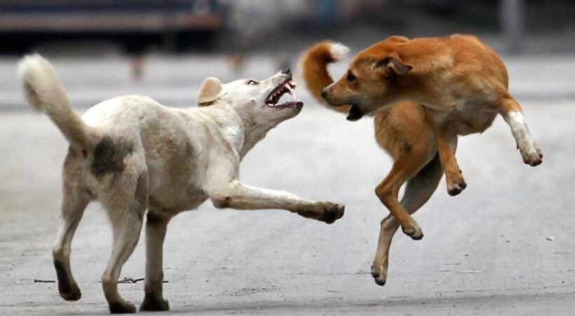 A 4 year old boy was attacked by stray dogs in Guruvayur