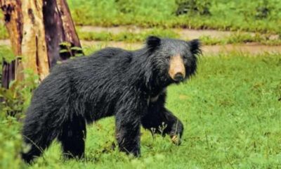 One injured in bear attack in Vitura