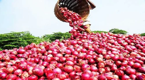 organic onion farming 500x500