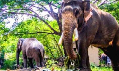 Elephant Attacked in Guruvayoor