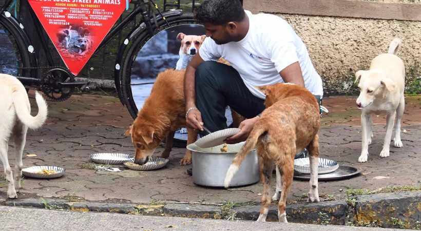 Stray Dogs Becoming Menace For Pedestrians Delhi High Court ht