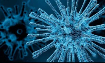 chandipura virus.jpeg